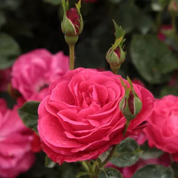 Rosa Dauphine™ - rosa - Árbol de Rosas Floribunda - rosal de pie alto- forma de corona tupida