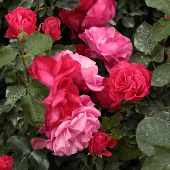 Rosa, rosa salmón - Árbol de Rosas Floribunda - rosal de pie alto- forma de corona tupida