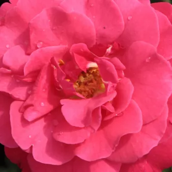 Ružová - školka - eshop  - stromčekové ruže - Stromkové ruže, kvety kvitnú v skupinkách - ružová - Dauphine™ - mierna vôňa ruží - aróma jabĺk