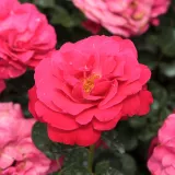Záhonová ruža - floribunda - mierna vôňa ruží - aróma jabĺk - ružová - Rosa Dauphine™