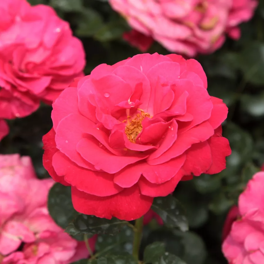 Różowy - Róża - Dauphine™ - róże sklep internetowy