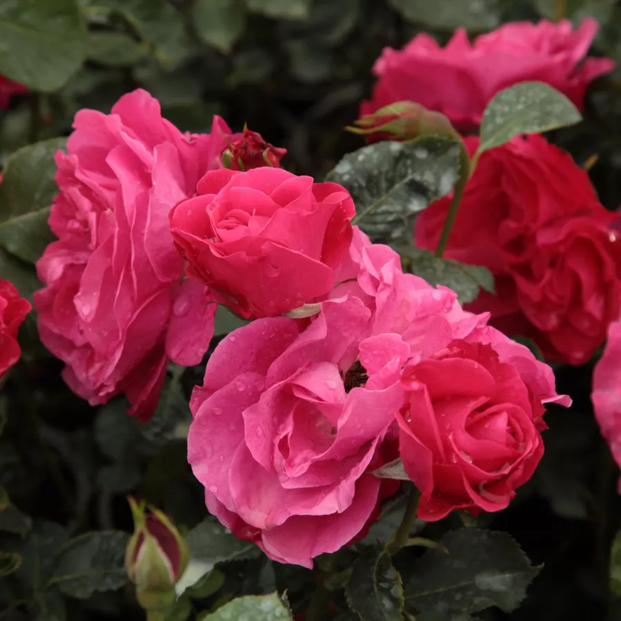 Róże rabatowe grandiflora - floribunda - Róża - Dauphine™ - róże sklep internetowy