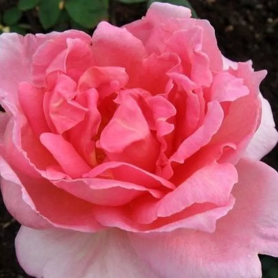 David L. Armstrong - Rosa - Day Dream - rosal de pie alto