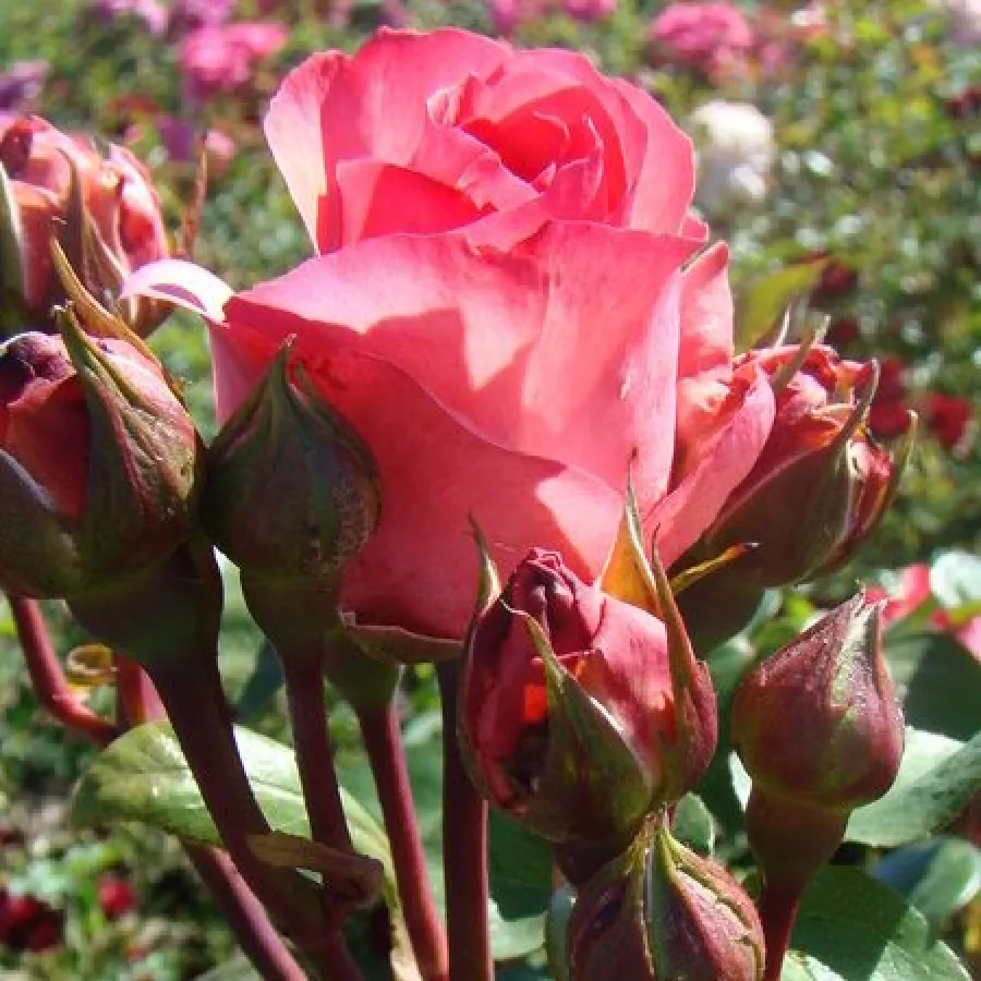 Stromkové růže - Stromkové růže, květy kvetou ve skupinkách - Růže - Day Dream - 
