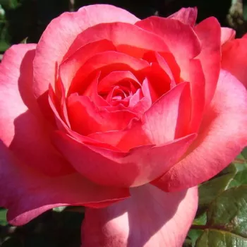 Růžová - stromkové růže - Stromkové růže, květy kvetou ve skupinkách