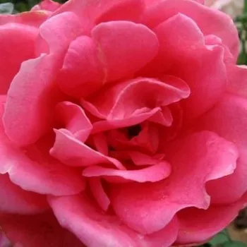 Vendita Online di Rose da Giardino - Rose Ibridi di Tea - rosa del profumo discreto - rosa - Day Dream - (80-100 cm)