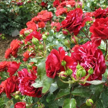 Vöröss és rózsaszín csíkozású szirmok, élénk, kontrasztos mintázattal. - virágágyi floribunda rózsa - közepes erősségű, jól érezhető illatú rózsa - friss, barackos-mézes aromájú