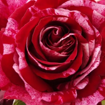 Rózsák webáruháza. - vörös -rózsaszín - közepes erősségű, jól érezhető illatú rózsa - Calippo - virágágyi floribunda rózsa - (70-95 cm)