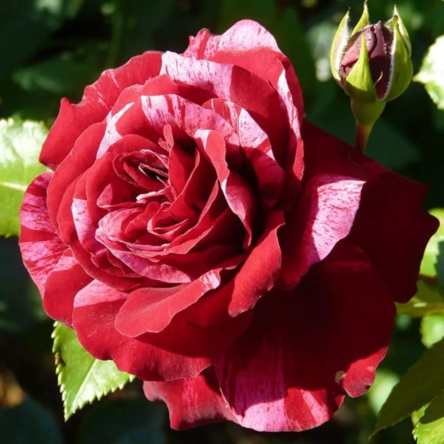 Rojo rosa blanco - Rosa - Deep Impression™ - comprar rosales online