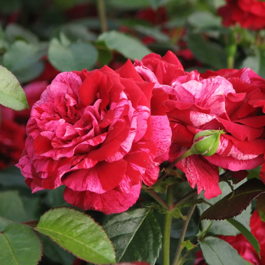 Virágágyi floribunda rózsa - Rózsa - Deep Impression™ - kertészeti webáruház