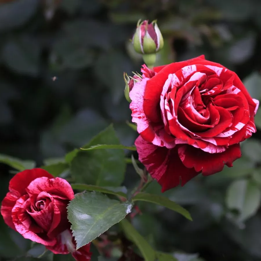 Vörös - rózsaszín - fehér - Rózsa - Deep Impression™ - online rózsa vásárlás