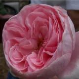 Rózsaszín - climber, futó rózsa - Online rózsa vásárlás - Rosa Deléri - intenzív illatú rózsa - mangó aromájú