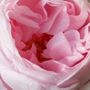 Online rózsa vásárlás - rózsaszín - climber, futó rózsa - Deléri - intenzív illatú rózsa - mangó aromájú - (160-180 cm)