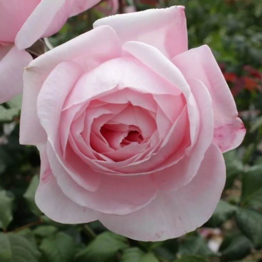 Vrtnica plezalka - Climber - Roza - Deléri - Na spletni nakup vrtnice