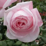 Ruža puzavica - ružičasta - intenzivan miris ruže - Rosa Deléri - Narudžba ruža