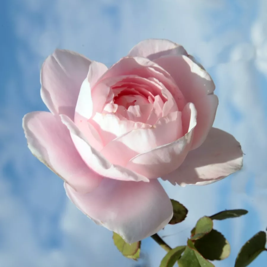 Różowy - Róża - Deléri - Szkółka Róż Rozaria
