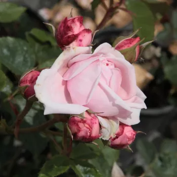 Rosa Deléri - roza - Vrtnica plezalka - Climber