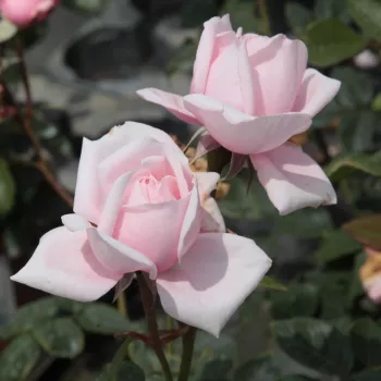 Rosa claro - rosales trepadores - rosa de fragancia intensa - mango