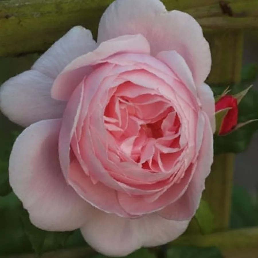 Climber, Large-Flowered Climber - Rosa - Deléri - Produzione e vendita on line di rose da giardino