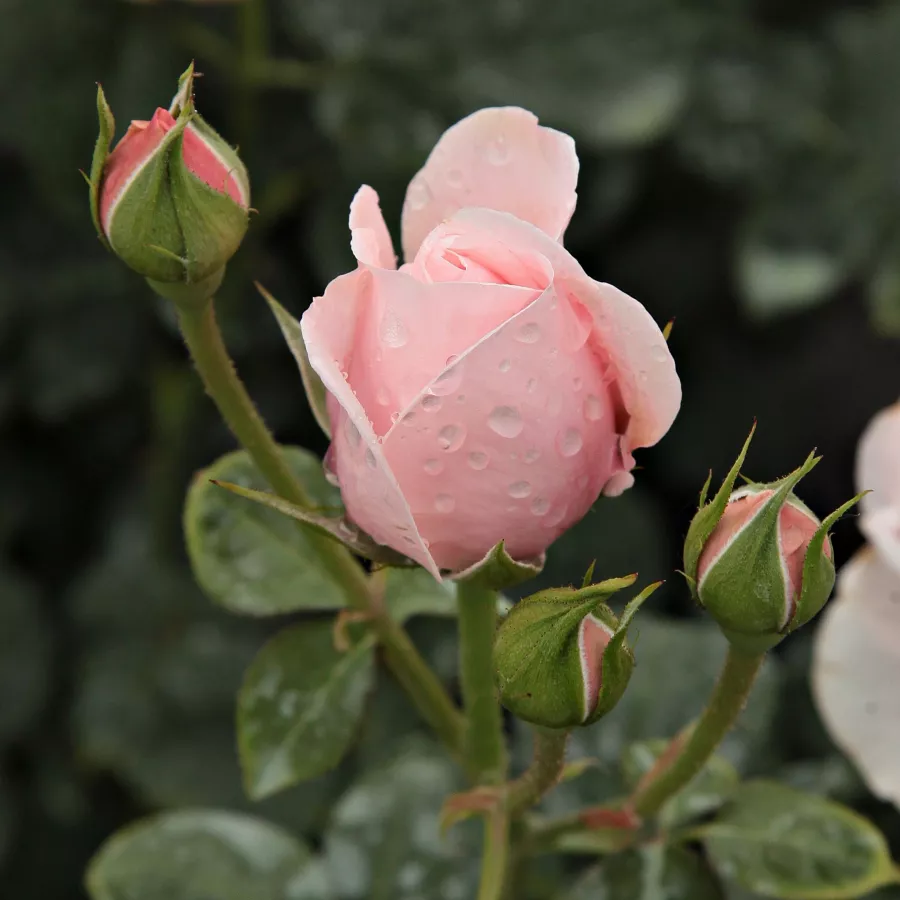 Drevesne vrtnice - - Roza - Deléri - 