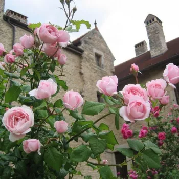 Rosa claro - árbol de rosas inglés- rosal de pie alto - rosa de fragancia intensa - mango