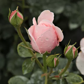 Rosa Deléri - roz - trandafiri pomisor - Trandafir copac cu trunchi înalt – cu flori tip trandafiri englezești
