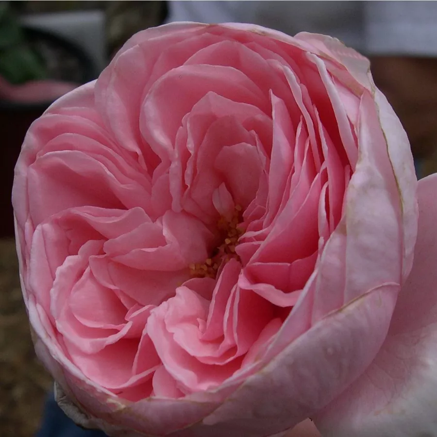 Trandafir cu parfum intens - Trandafiri - Deléri - comanda trandafiri online