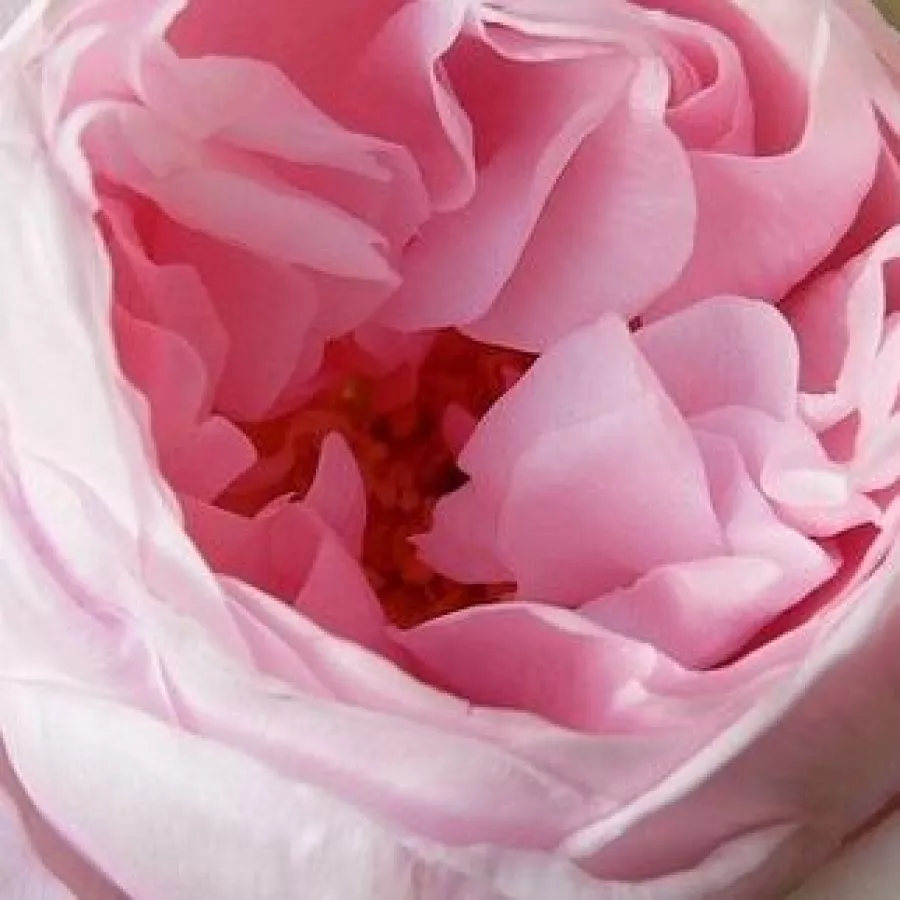 Georges Delbard - Trandafiri - Deléri - comanda trandafiri online