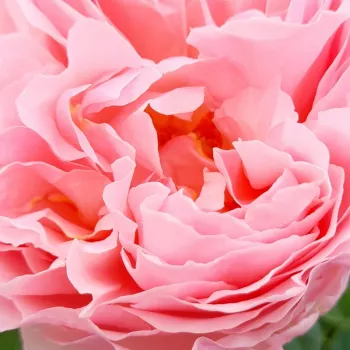 Online rózsa kertészet - rózsaszín - virágágyi floribunda rózsa - Delpabra - diszkrét illatú rózsa - málna aromájú - (75-90 cm)