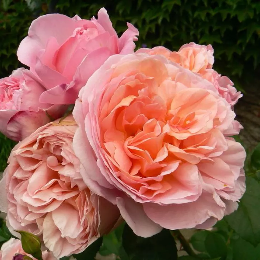 Różowy - Róża - Delpabra - Szkółka Róż Rozaria