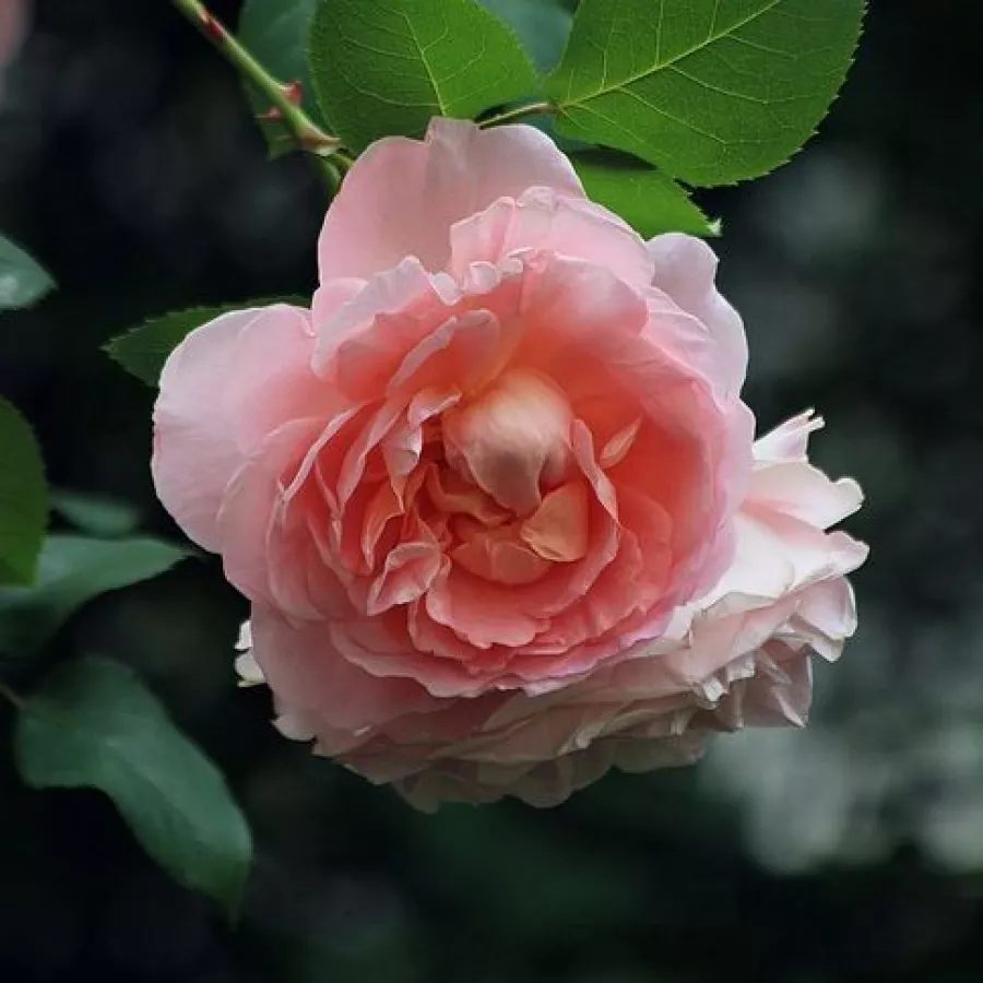 Róża z dyskretnym zapachem - Róża - Delpabra - Szkółka Róż Rozaria