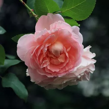 Rosa Delpabra - růžová - stromkové růže - Stromkové růže, květy kvetou ve skupinkách