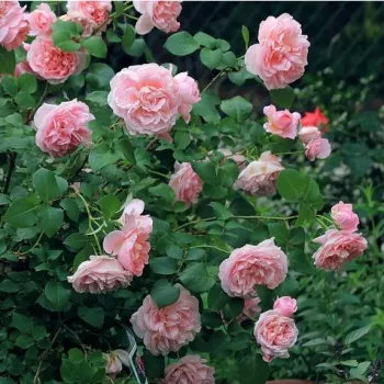 Roz piersică - trandafiri pomisor - Trandafir copac cu trunchi înalt – cu flori în buchet