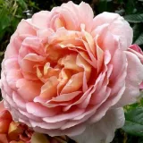 Rózsaszín - diszkrét illatú rózsa - málna aromájú - Online rózsa vásárlás - Rosa Delpabra - virágágyi floribunda rózsa