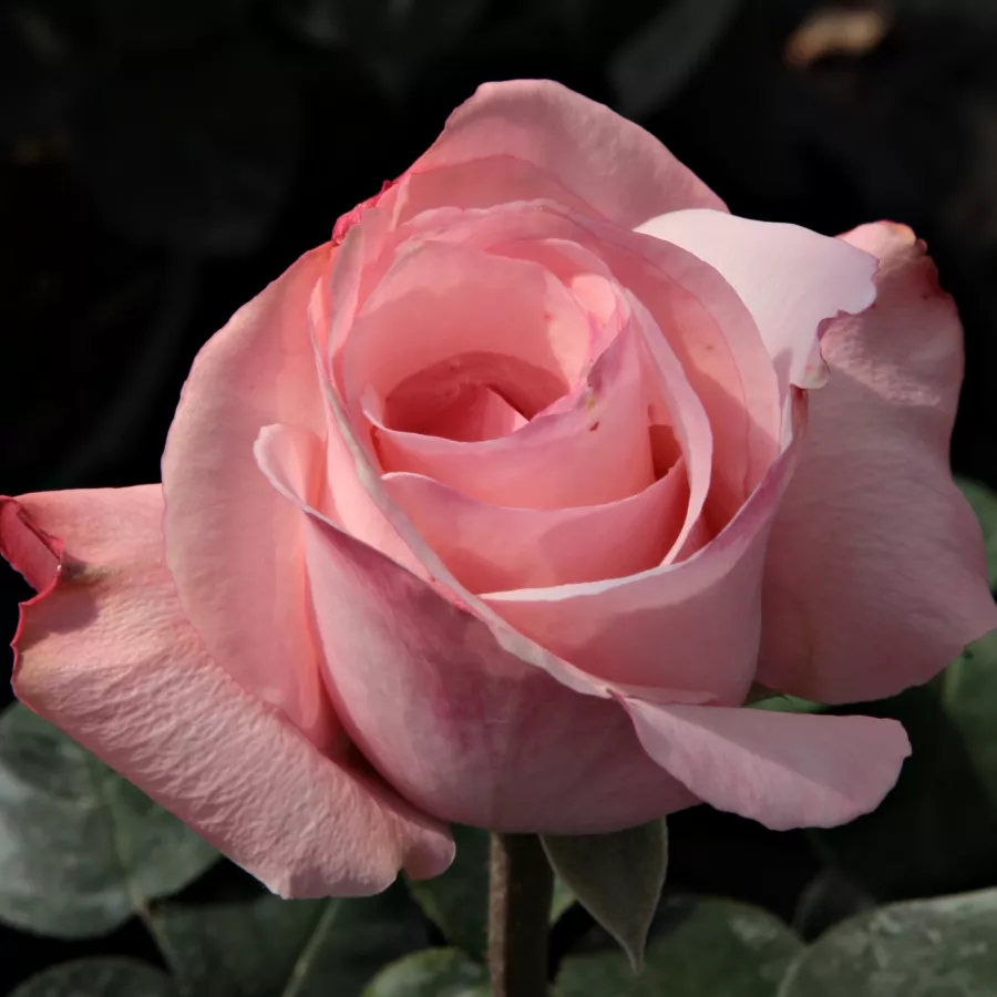 Rosales híbridos de té - Rosa - Delset - Comprar rosales online