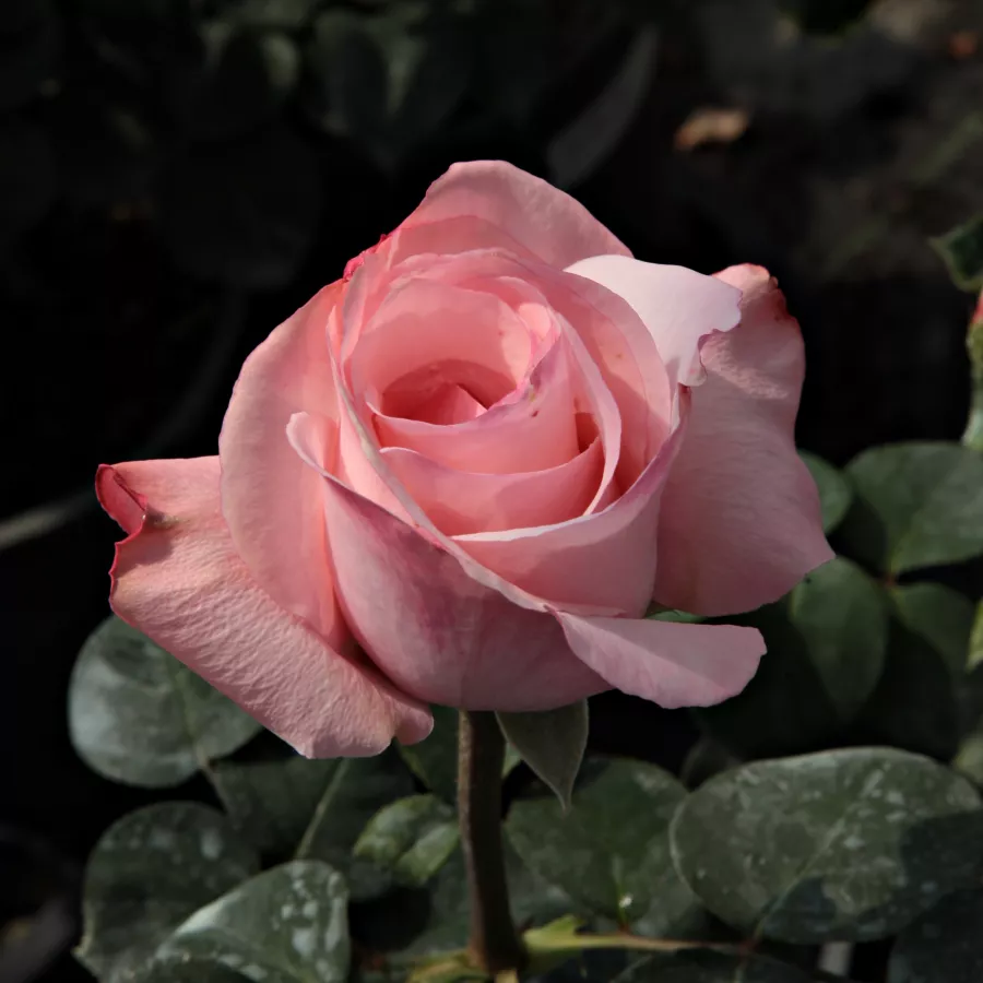 Róża z dyskretnym zapachem - Róża - Delset - Szkółka Róż Rozaria