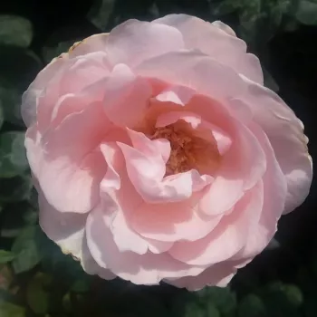 Világos rózsaszín - teahibrid rózsa - diszkrét illatú rózsa - damaszkuszi aromájú