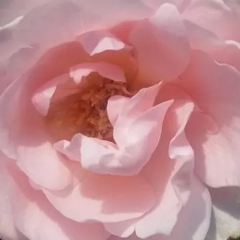 Online rózsa webáruház - teahibrid rózsa - rózsaszín - diszkrét illatú rózsa - damaszkuszi aromájú - Delset - (50-150 cm)