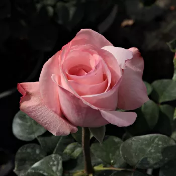 Rosa Delset - rosa - Árbol de Rosas Híbrido de Té - rosal de pie alto- forma de corona de tallo recto