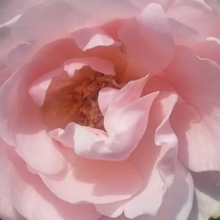 Solitaria - Rosa - Delset - rosal de pie alto