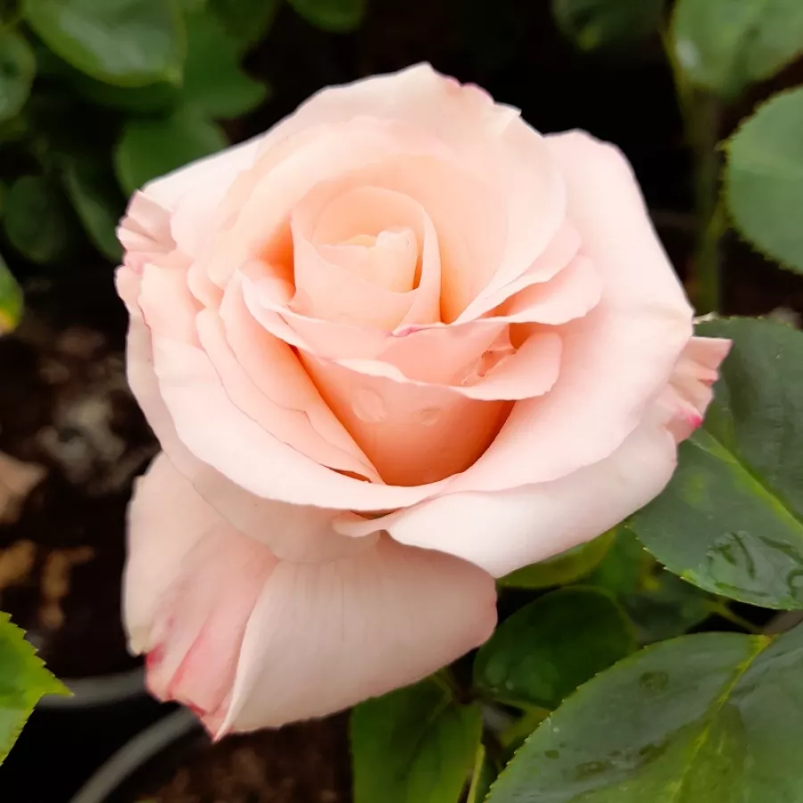 Rose Ibridi di Tea - Rosa - Delset - vendita online di rose da giardino
