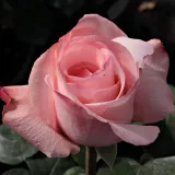 Ruža čajevke - ružičasta - Rosa Delset - diskretni miris ruže