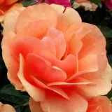 Narancssárga - virágágyi floribunda rózsa - Online rózsa vásárlás - Rosa Alison™ 2000 - diszkrét illatú rózsa - savanyú aromájú