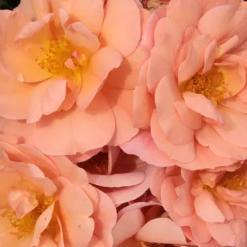 Online rózsa vásárlás - narancssárga - virágágyi floribunda rózsa - Alison™ 2000 - diszkrét illatú rózsa - savanyú aromájú - (40-60 cm)