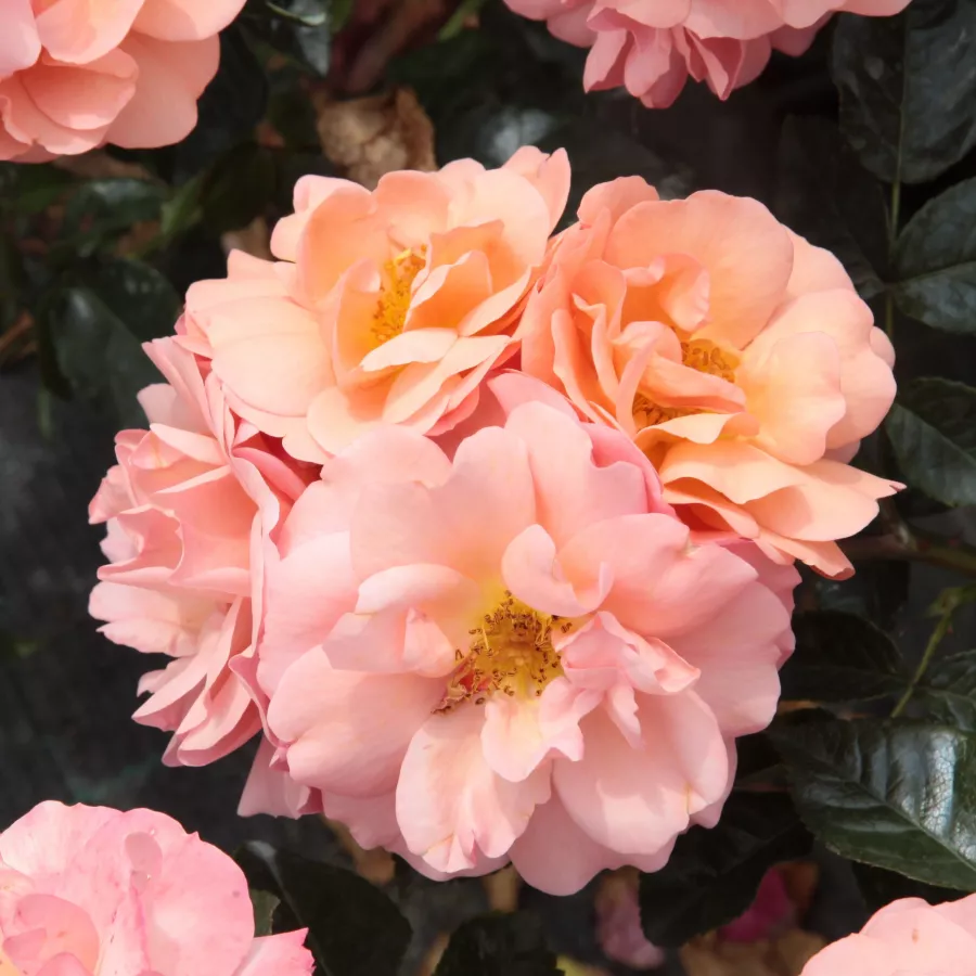 Oranžna - Roza - Alison™ 2000 - Na spletni nakup vrtnice