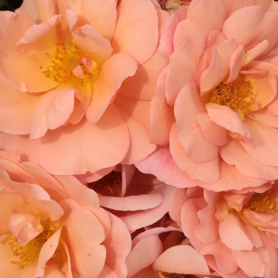 Floribunda - Rosa - Alison™ 2000 - Produzione e vendita on line di rose da giardino