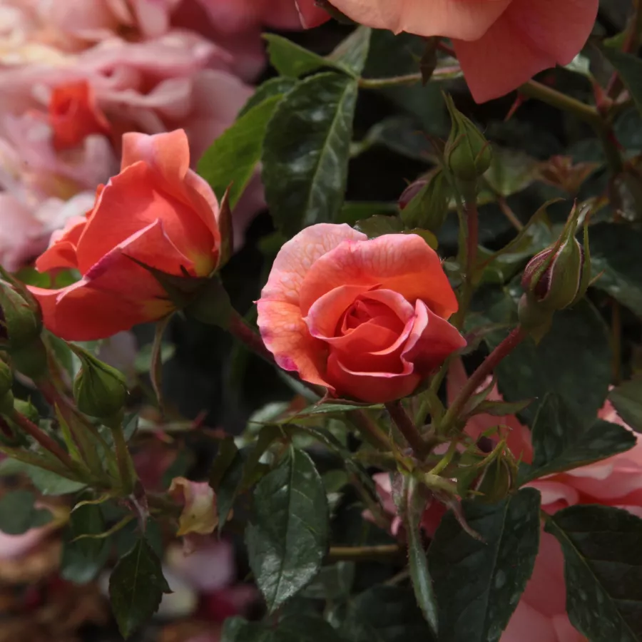 Stromkové růže - Stromkové růže, květy kvetou ve skupinkách - Růže - Alison™ 2000 - 