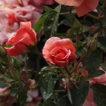 Rosa Alison™ 2000 - portocale - trandafiri pomisor - Trandafir copac cu trunchi înalt – cu flori în buchet