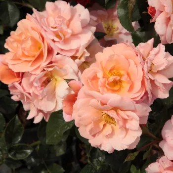 Narancssárga - virágágyi floribunda rózsa - diszkrét illatú rózsa - savanyú aromájú