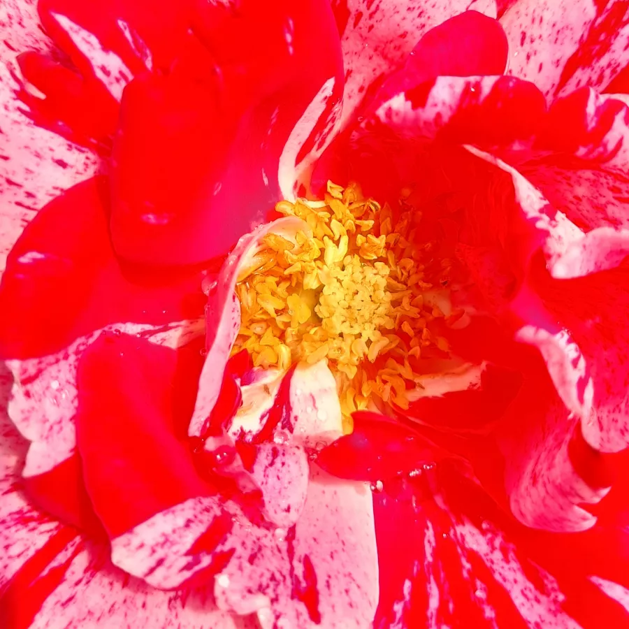 Floribunda - Róża - Delstrobla - Szkółka Róż Rozaria